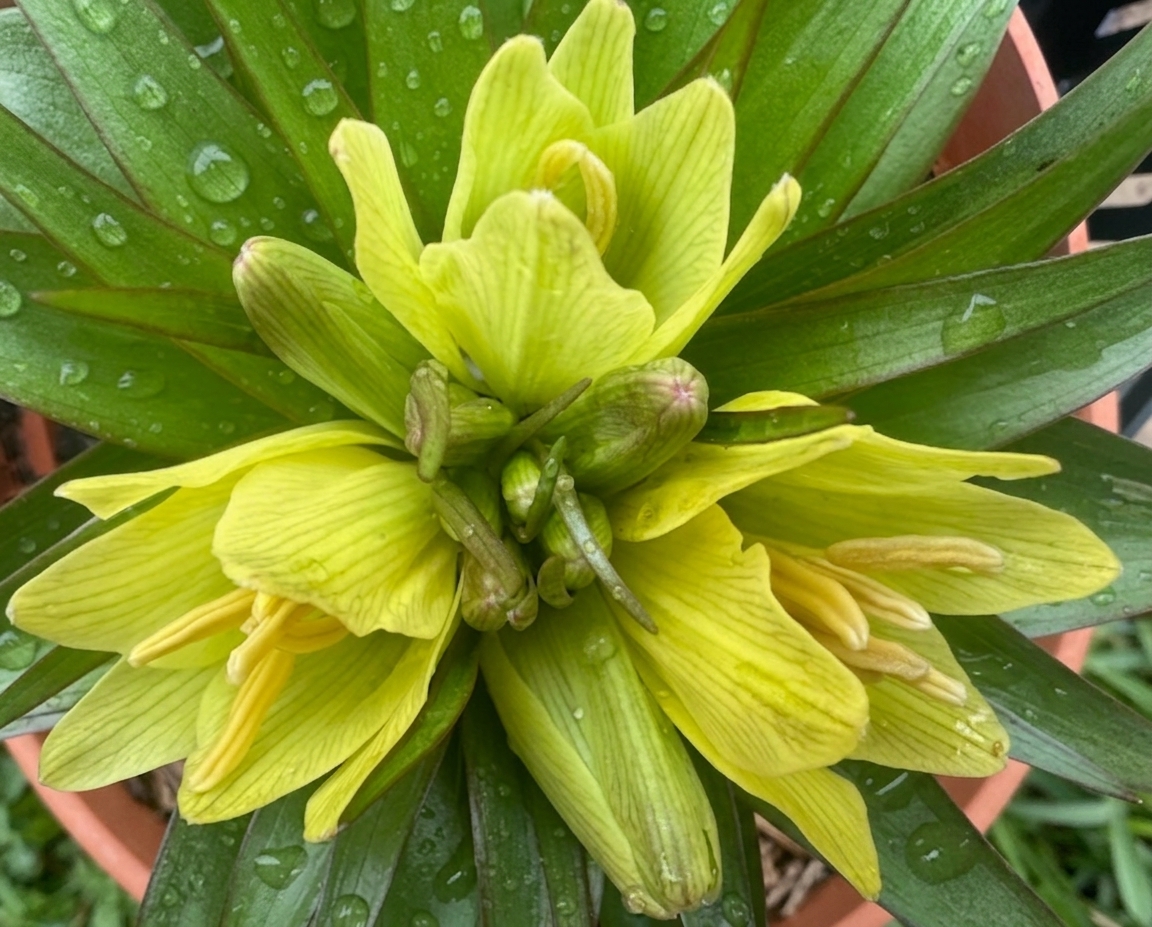 Fritillaria imperialis 'Helena'